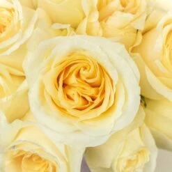 Creme De La Creme Rose