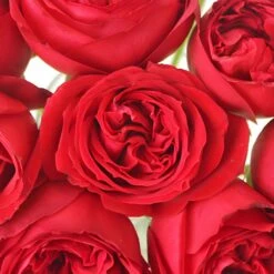 Crimson Tide Garden Rose