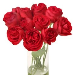 Crimson Tide Garden Rose -Garden of Petals crimson tide garden roses wedding bouquet idea 78 5401 l 397f85cc 4985 4fb6 b4db 88f31961a7d3