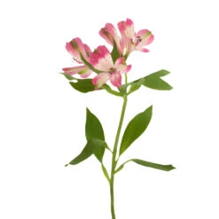 Pink Diamonds Alstroemeria Flowers -Garden of Petals cupido pink alstroemeria flower online 5 4697 l