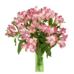 Pink Diamonds Alstroemeria Flowers -Garden of Petals cupido pink wedding flowers online 24 4697 l