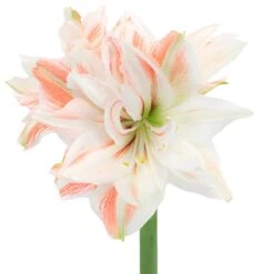 Vintage Touch Amaryllis Flower