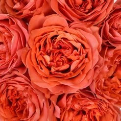 Dark Coral Garden Rose