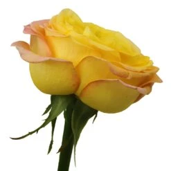 Daybreak Darling Green Eyed Garden Rose -Garden of Petals daybreak green eyed garden roses online for weddings 6 5400 l 2731d26b dec4 4e71 b097 d2d18767ebc2