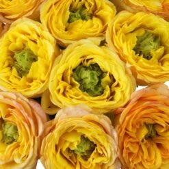 Daybreak Darling Green Eyed Garden Rose