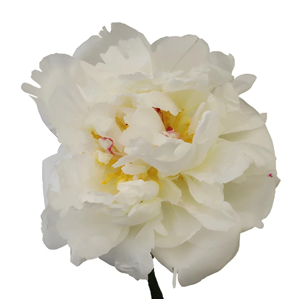 White Peonies Flower March Delivery 1 White Peonies Flower March Delivery