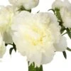 White Peony Flower October Delivery