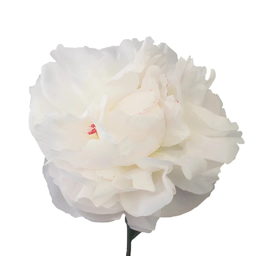White Peonies Flower March Delivery 2 White Peonies Flower March Delivery - Image 2