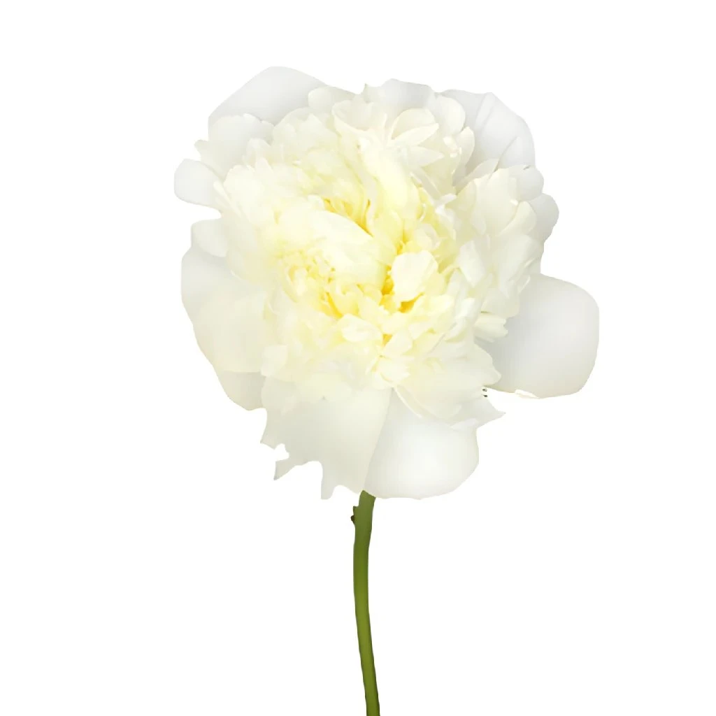 White Peony Flower October Delivery 3 White Peony Flower October Delivery - Image 3