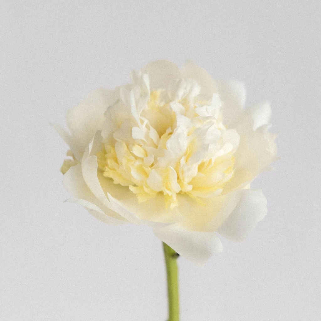 Duchess Peony For May 2 Duchess Peony For May - Image 2