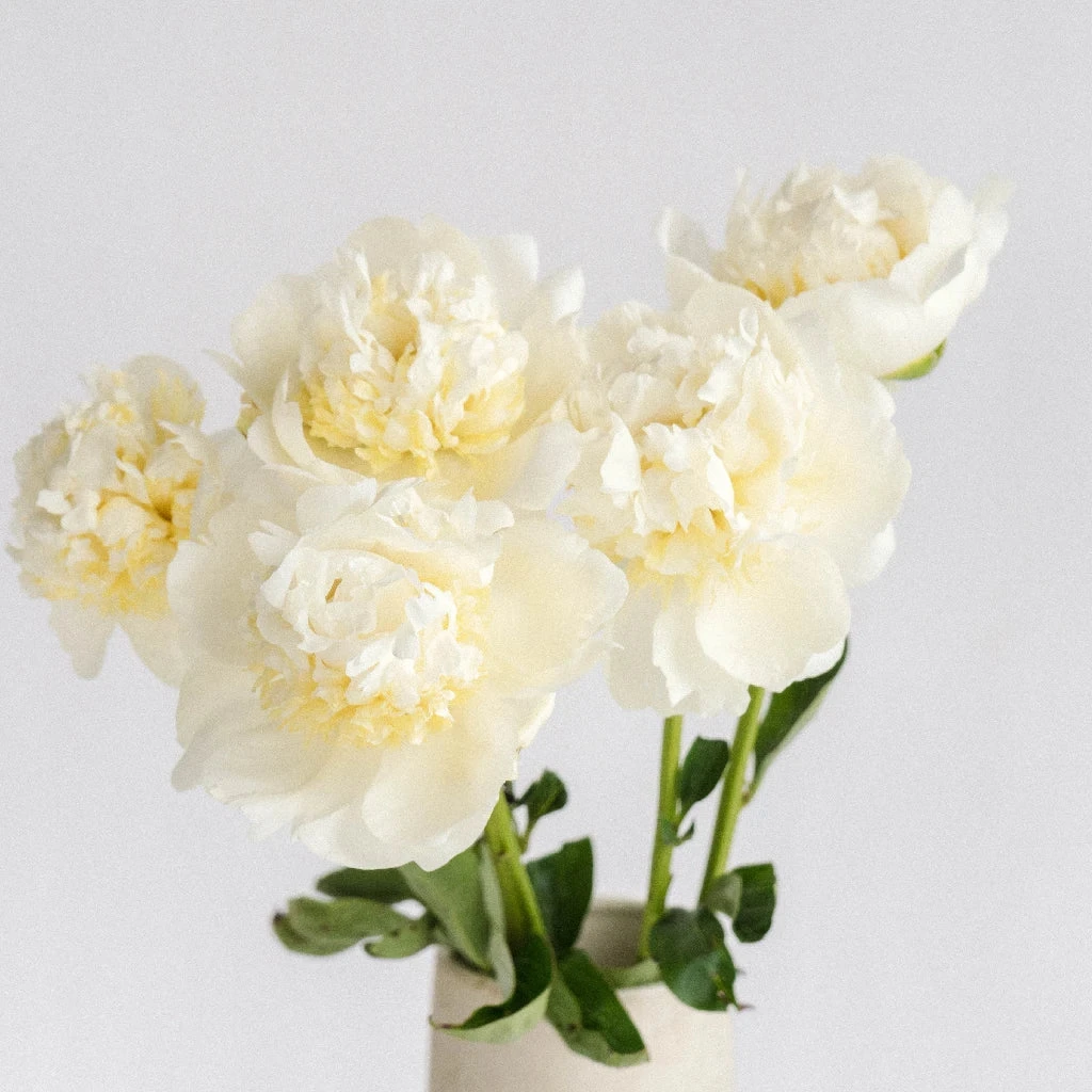 White Peony Flower August Delivery 3 White Peony Flower August Delivery - Image 3