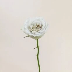 Garden of Petals -Garden of Petals early grey rose online 13 5441 l