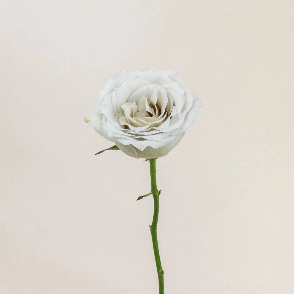 50 Shades Of Early Grey Rose 2 50 Shades Of Early Grey Rose - Image 2