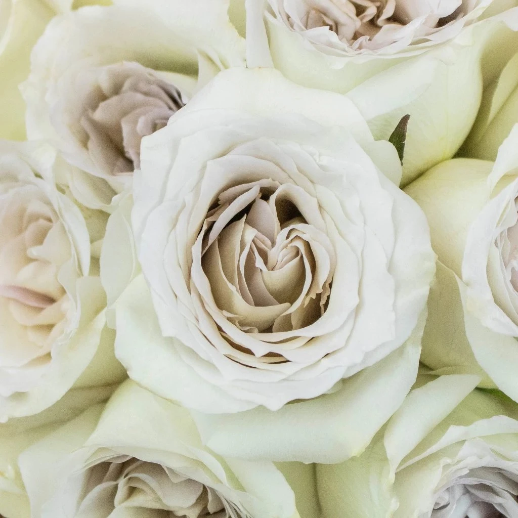 50 Shades Of Early Grey Rose 1 50 Shades Of Early Grey Rose