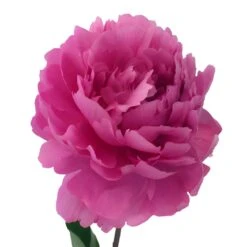 Peonies Flowers Hot Pink March Delivery 9 Peonies Flowers Hot Pink March Delivery -Garden of Petals edulis superba hot pink peonies online for weddings 88 3466 l e82be8ef 156e 4d27 8597 1bf58fac98f0