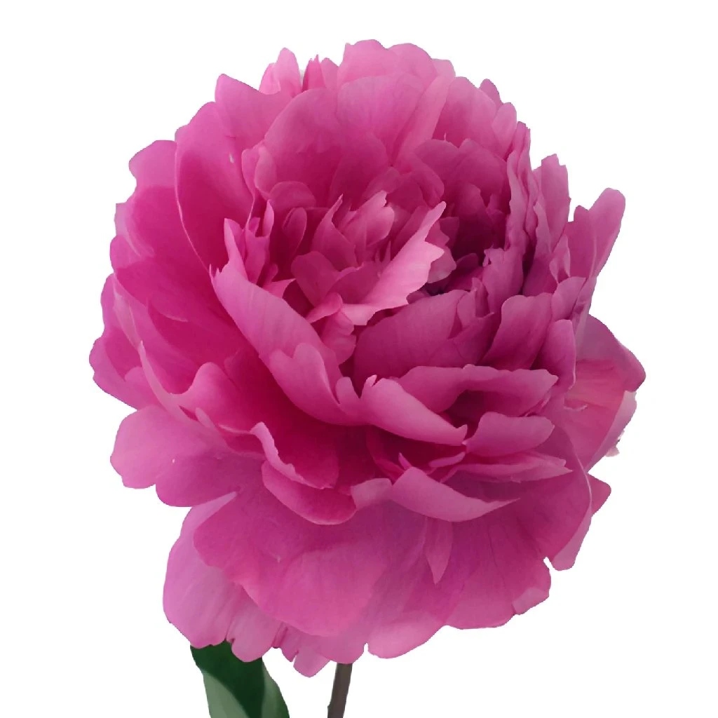 Peonies Flowers Hot Pink March Delivery 4 Peonies Flowers Hot Pink March Delivery - Image 4