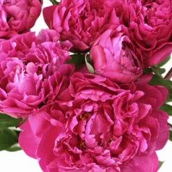 Peonies Flowers Hot Pink March Delivery 8 Peonies Flowers Hot Pink March Delivery -Garden of Petals edulis superba hot pink peonies online 12 3466 l 3e5a4e83 a5d6 46aa b0d3 a6a71ff89102