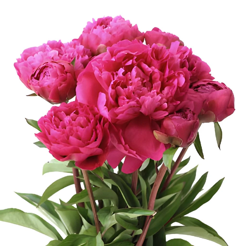 Peonies Flowers Hot Pink March Delivery 2 Peonies Flowers Hot Pink March Delivery - Image 2
