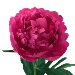 Peonies Flowers Hot Pink March Delivery 10 Peonies Flowers Hot Pink March Delivery -Garden of Petals edulis superba hot pink peony online 26 3466 l ee178f2c df4d 4836 933f c69388cdede2