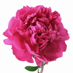 Peony Flower Hot Pink July Delivery
