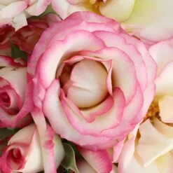 White With Pink Edges Spray Rose