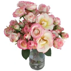 White With Pink Edges Spray Rose 5 White With Pink Edges Spray Rose -Garden of Petals electra light pink and white spray roses wedding bouquet idea 95 2334 l 69f12035 37d4 4d61 9d97 c7669e14a69e