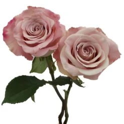 Faith Wholesale Lavender Roses 10 Faith Wholesale Lavender Roses -Garden of Petals faith 2stems 350 b19ebe01 b0441116 fe35 4eb4 a062 c3647b087be5