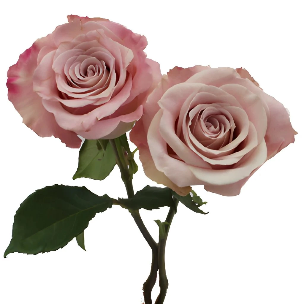 Faith Wholesale Lavender Roses 5 Faith Wholesale Lavender Roses - Image 5