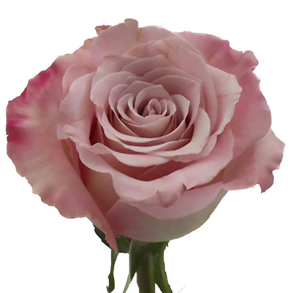 Faith Wholesale Lavender Roses 2 Faith Wholesale Lavender Roses - Image 2