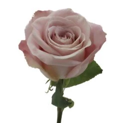 Faith Wholesale Lavender Roses 8 Faith Wholesale Lavender Roses -Garden of Petals faith head2 350 acaceb71 5935bb18 ec12 4a33 84ed 08c1a0a4bdb3