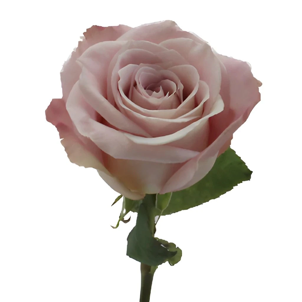 Faith Wholesale Lavender Roses 3 Faith Wholesale Lavender Roses - Image 3