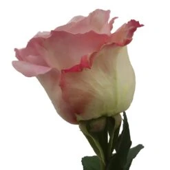 Faith Wholesale Lavender Roses 9 Faith Wholesale Lavender Roses -Garden of Petals faith stem 350 af9cdb6a 694044ae 4580 4f26 9024 3cdf2f51ca1a