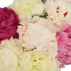 Peonies Flower Mixed Colors June Delivery 5 Peonies Flower Mixed Colors June Delivery -Garden of Petals farm mix color light peonies online 66 4631 l d7b6c7f0 8aef 4147 ac00 bfae0c857636