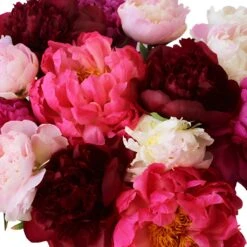 Peonies Flower Mixed Colors October Delivery 3 Peonies Flower Mixed Colors October Delivery -Garden of Petals farm mix color peonies online pri 64 8706 l 3dddb897 b1ad 4e68 a213 b9bee9a55533