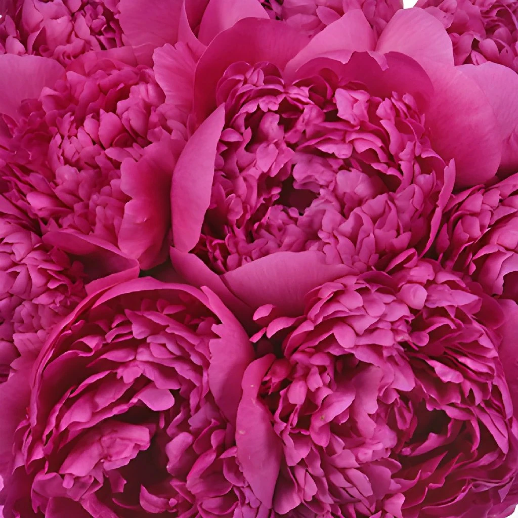 Felix Crouse Peony For May Delivery 4 Felix Crouse Peony For May Delivery - Image 4