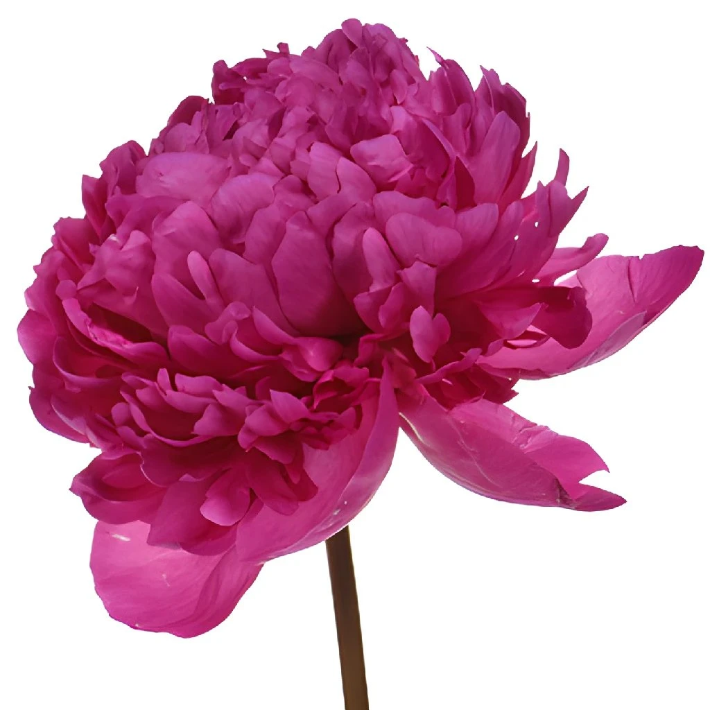 Felix Crouse Peony For May Delivery 2 Felix Crouse Peony For May Delivery - Image 2