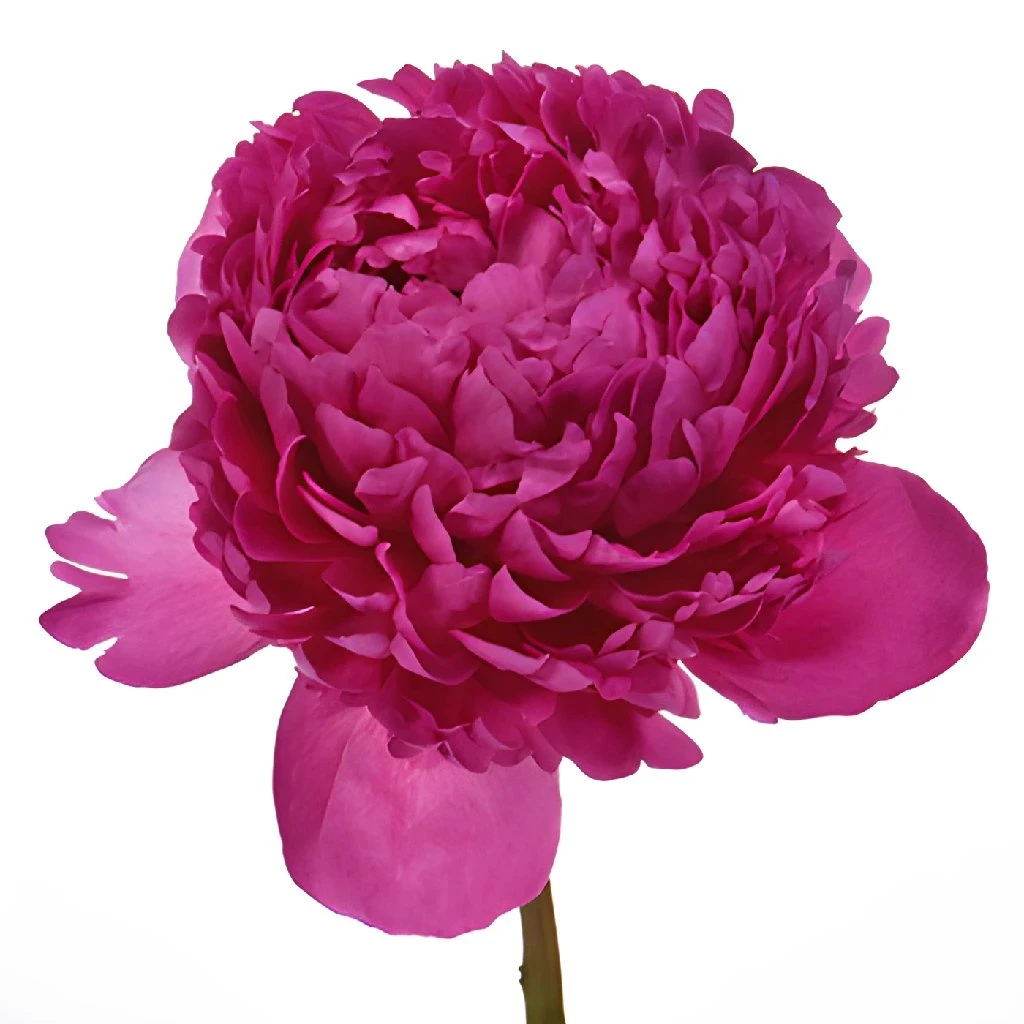 Felix Crouse Peony For May Delivery 1 Felix Crouse Peony For May Delivery