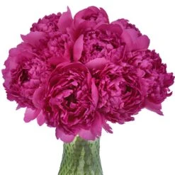 Felix Crouse Peony For May Delivery 7 Felix Crouse Peony For May Delivery -Garden of Petals felix crouse pink and purple peony wedding flowers 5 6425 l