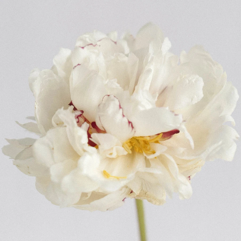 Festiva White Peonies Flower November 2 Festiva White Peonies Flower November - Image 2