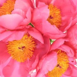 Flame Peony For May 6 Flame Peony For May -Garden of Petals flame pink peonies online 73 6435 l ee967dfe 42bc 4bb4 81b4 8874d16bd46e
