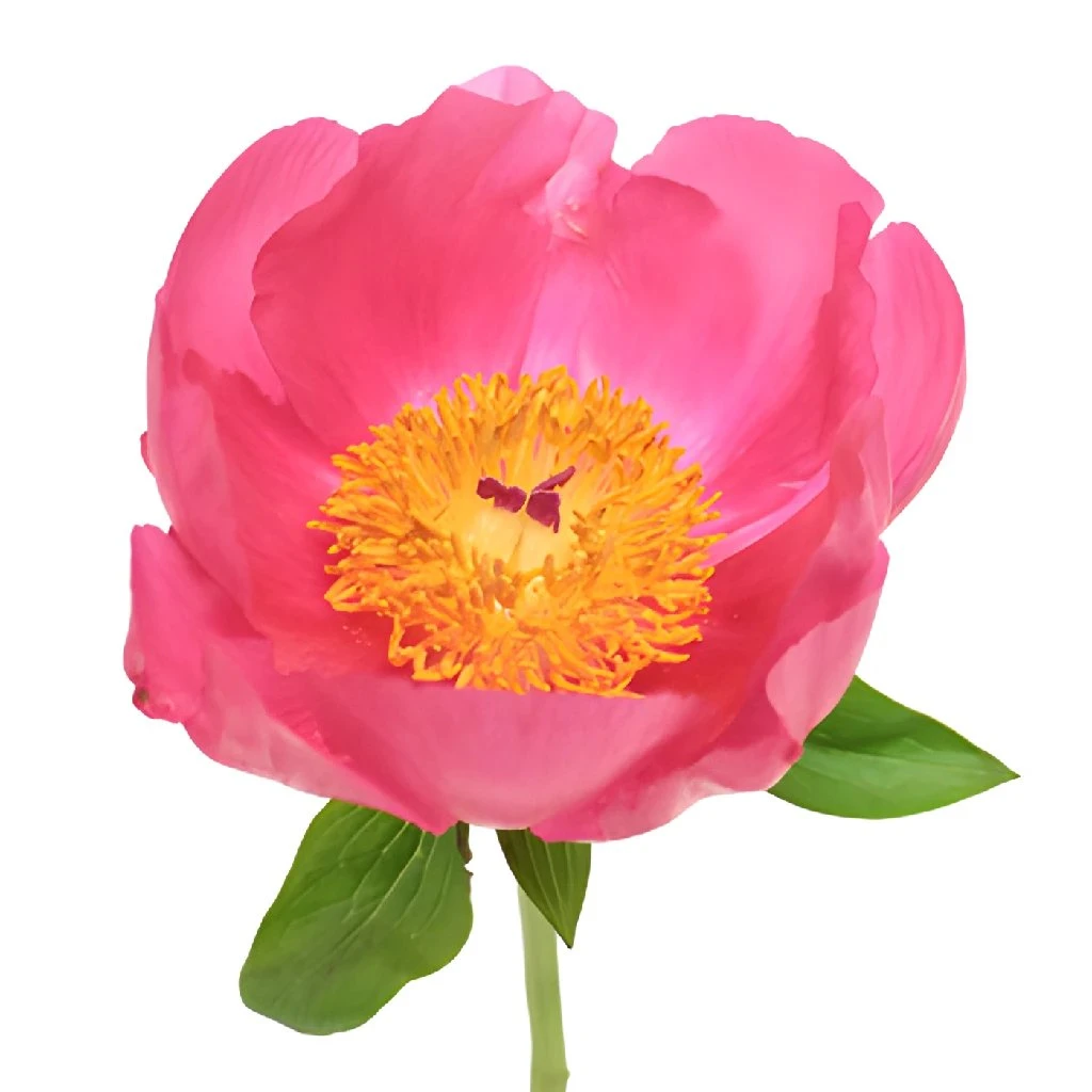Flame Peony For May 1 Flame Peony For May