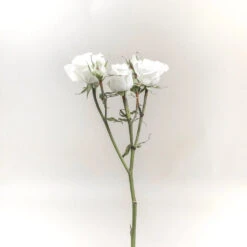 Garden of Petals -Garden of Petals floreana white spray rose online 18 10197 l 3836a0e0 07d3 4e9e 92a6 58bf54d99fd0
