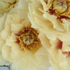 Garden Treasure Peony For April