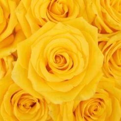 Gold Strike Yellow Rose
