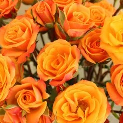 Golden Melon Spray Roses