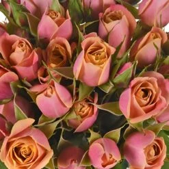 Golden Peach Ruffles Petite Roses