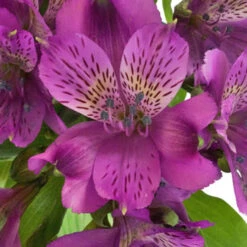 Grape Purple Peruvian Lilies