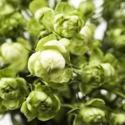 Japanese Wild Eclair Spray Rose