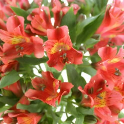 Burnt Orange Alstroemeria Bulk Flower