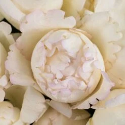 Ivory Piaget Peony Rose